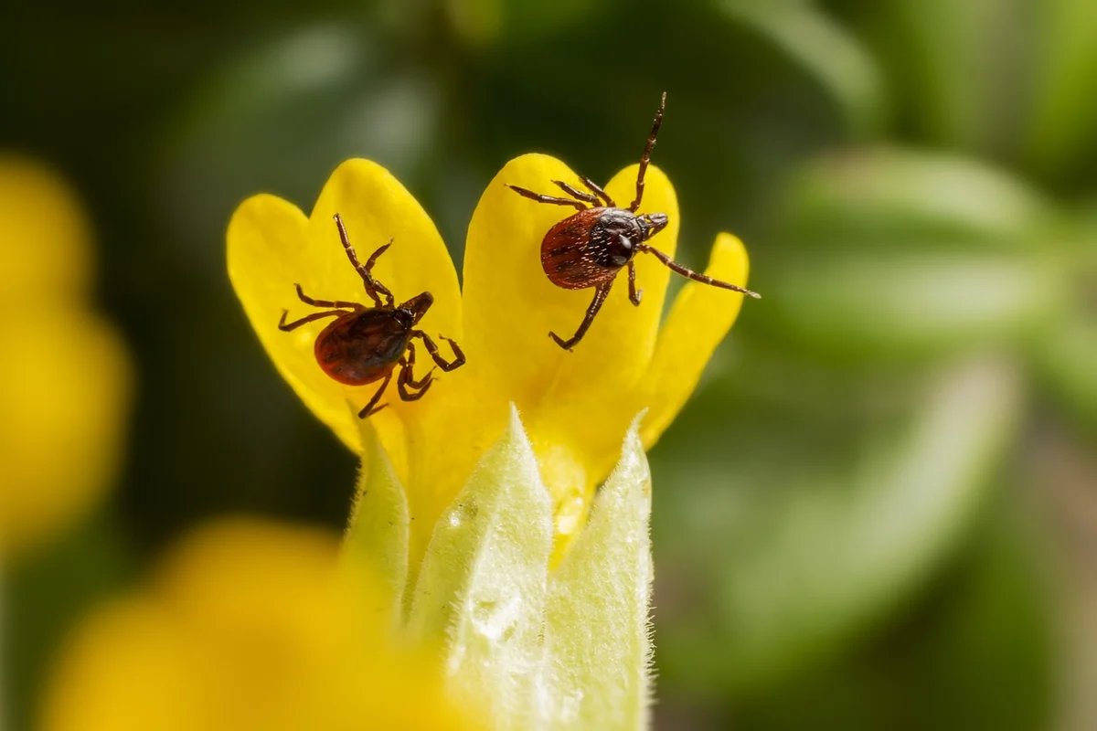 Tiques, plantes toxiques : les deux vrais risques à anticiper